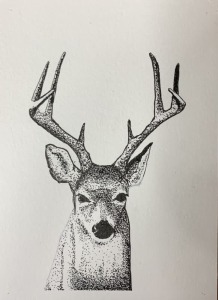 A detailed stippled drawing of a buck against a white background, highlighting its large antlers and alert posture.
