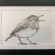 Ink drawing of a robin.