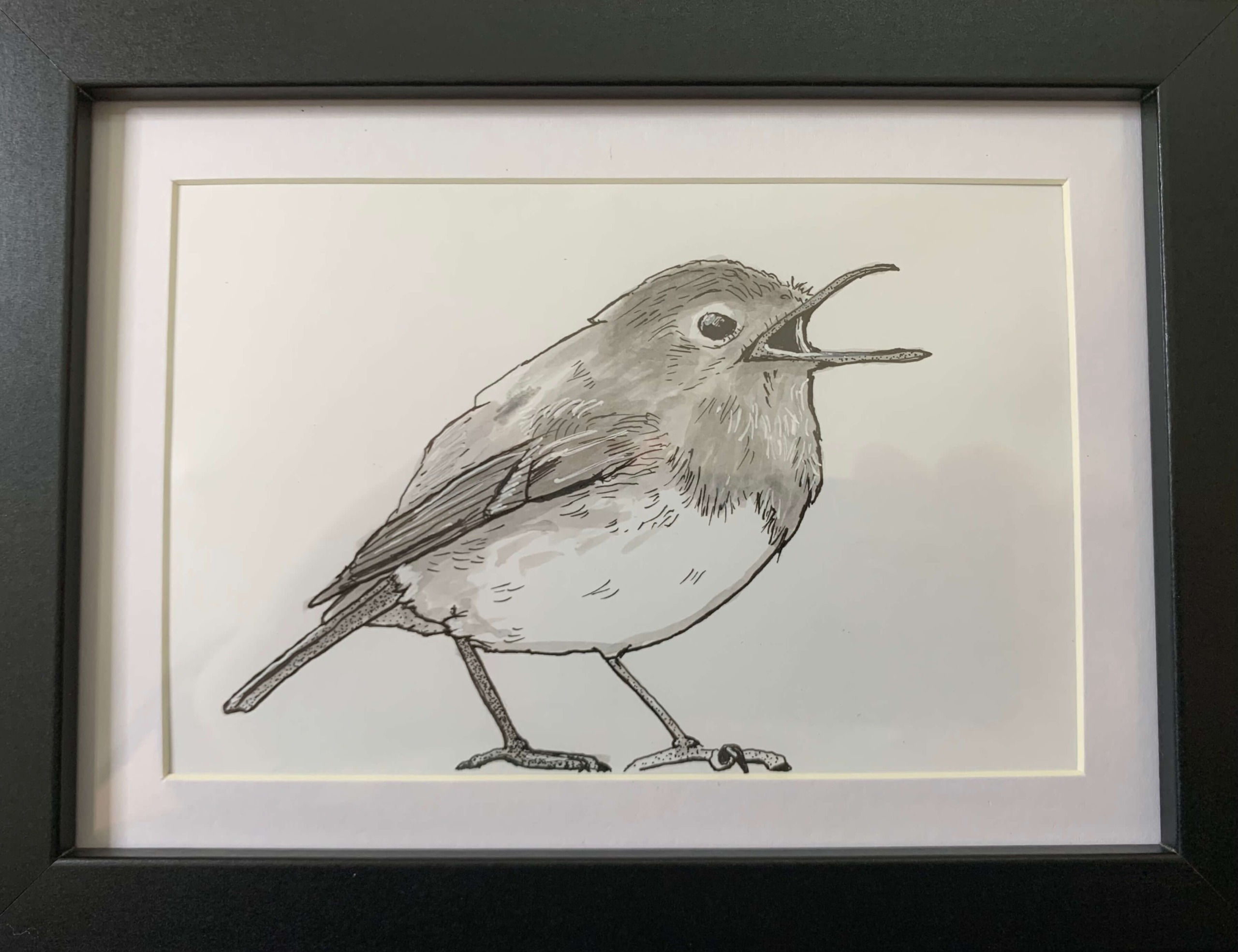Ink drawing of a robin.