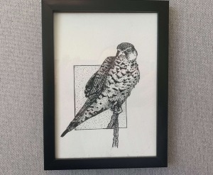Falcon - 5x7 framed