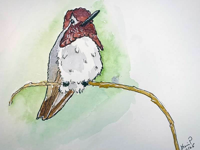 Day 14 Costas Hummingbird