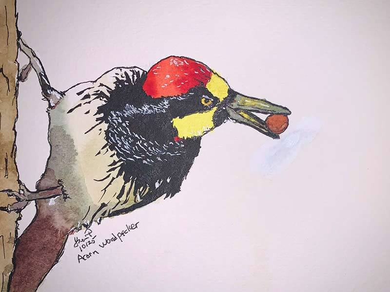Day 24 Acorn Woodpecker