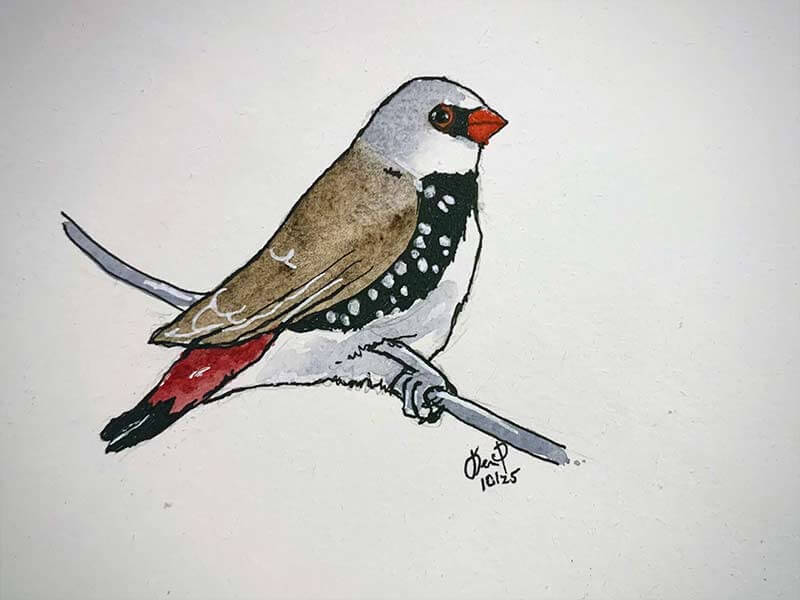 Day 8 Diamond Firetail Finch